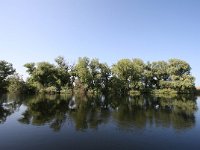 RO, Tulcea, Donau Delta 9, Saxifraga-Bart Vastenhouw